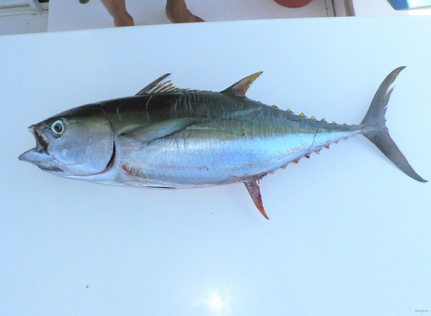 80- Le thon albacore de 8 kg 